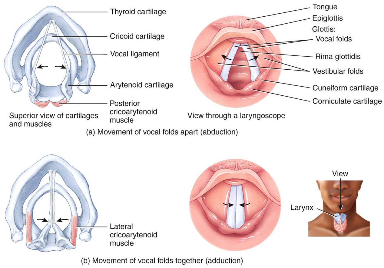 Structures of Voice Production