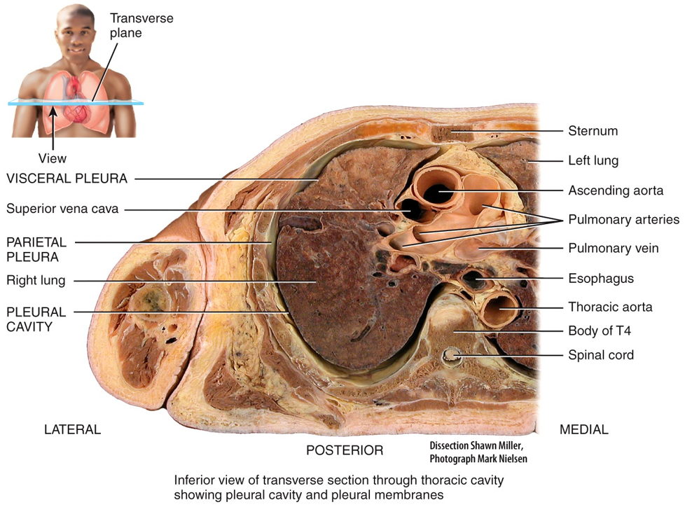 Lungs