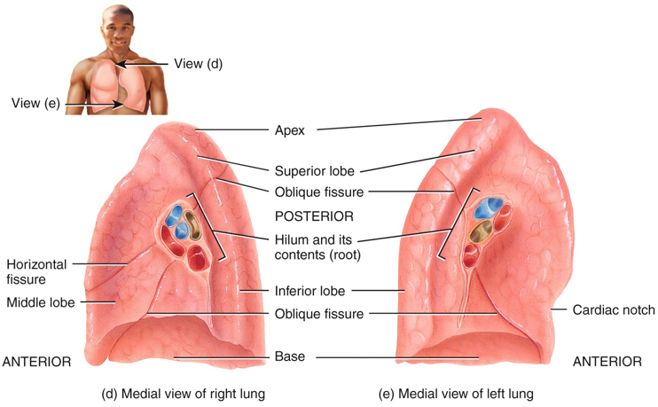 Lobes and Fissures of the Lungs