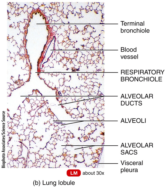 Alveoli in a Lobule of a Lung