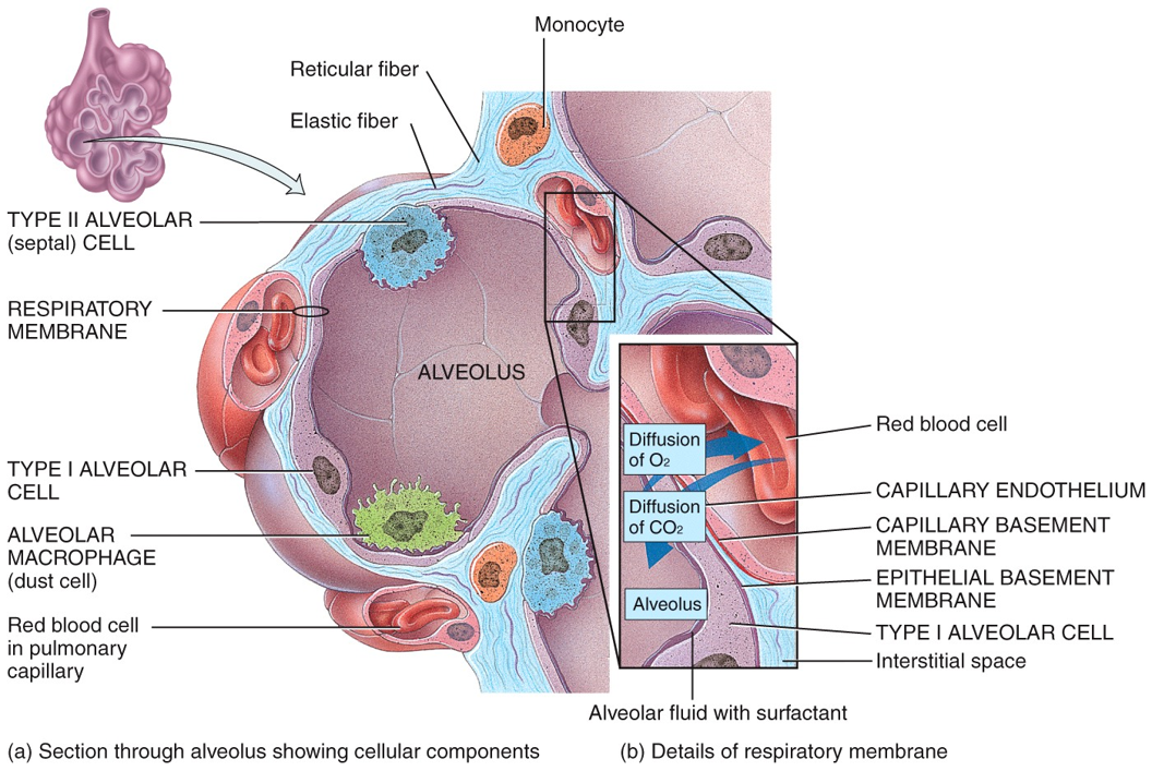 Alveolus