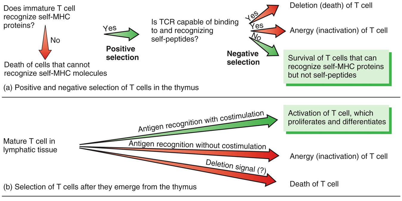 T Cells: Development of Self-Recognition and Self-Tolerance