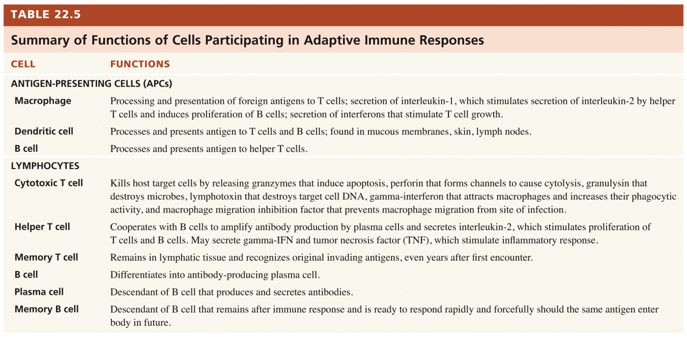 B Cells: Development of Self-Recognition and Self-Tolerance