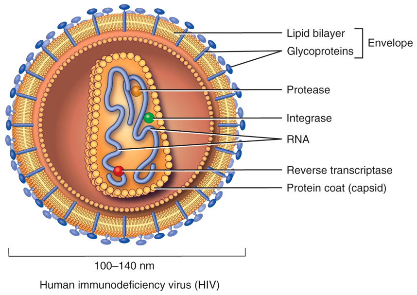 Homeostatic Imbalances: HIV/AIDS