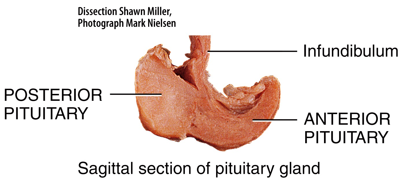 Hypothalamus and Pituitary Gland