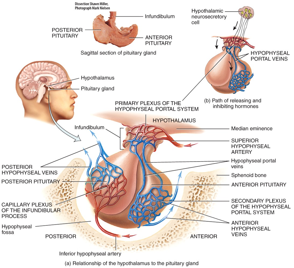 Hypothalamus and Pituitary Gland