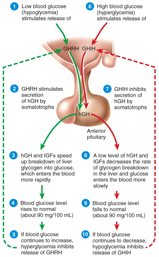 Hypothalamus and Pituitary Gland