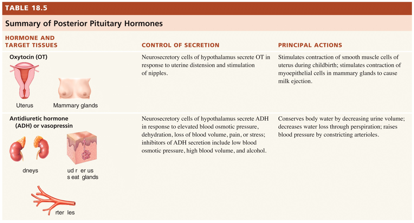 Summary of posterior pituitary hormone