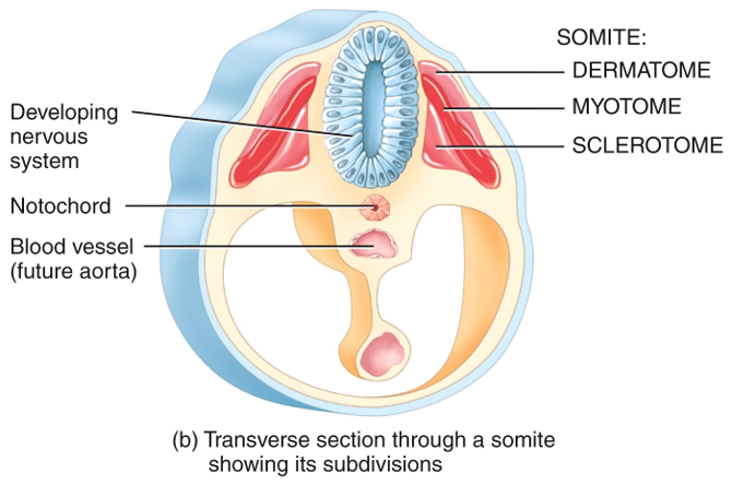 Embryonic Period