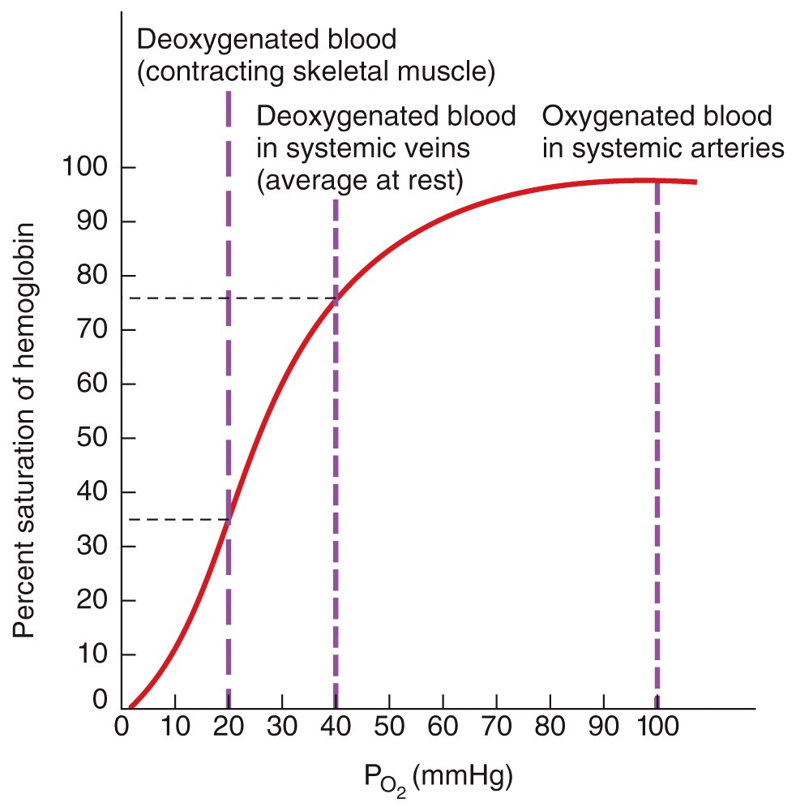 Factors Affecting the Affinity of Hb for O2