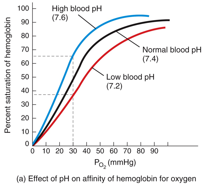 Factors Affecting the Affinity of Hb for O2