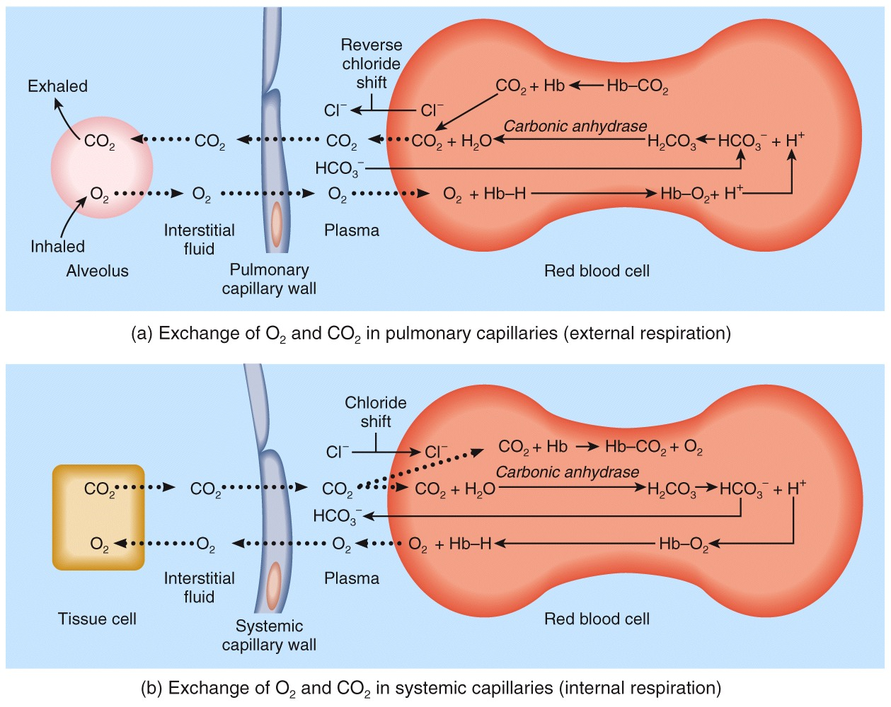 Factors Affecting the Affinity of Hb for O2