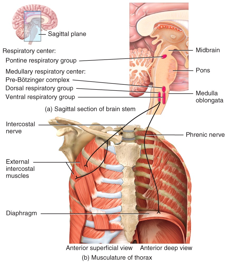 Control of Respiration