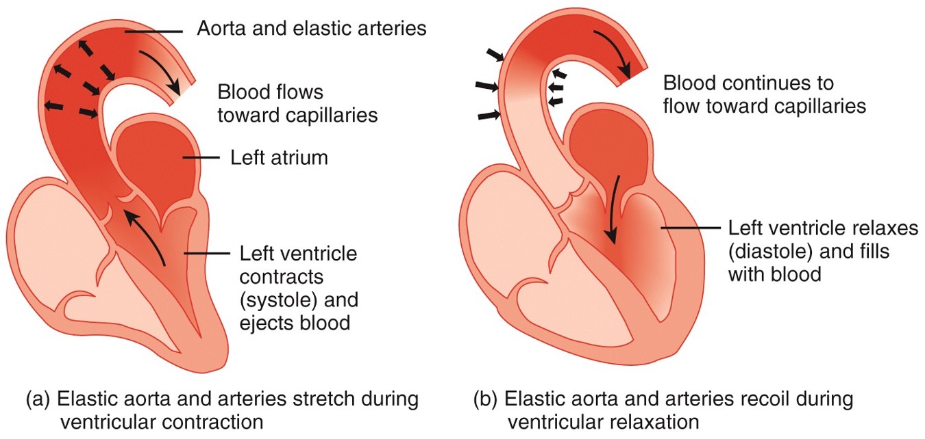 Arteries as Pressure Reservoirs