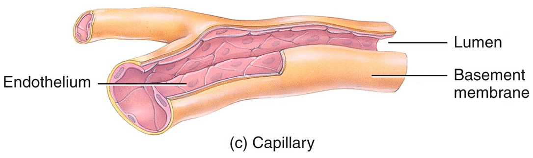 Capillaries