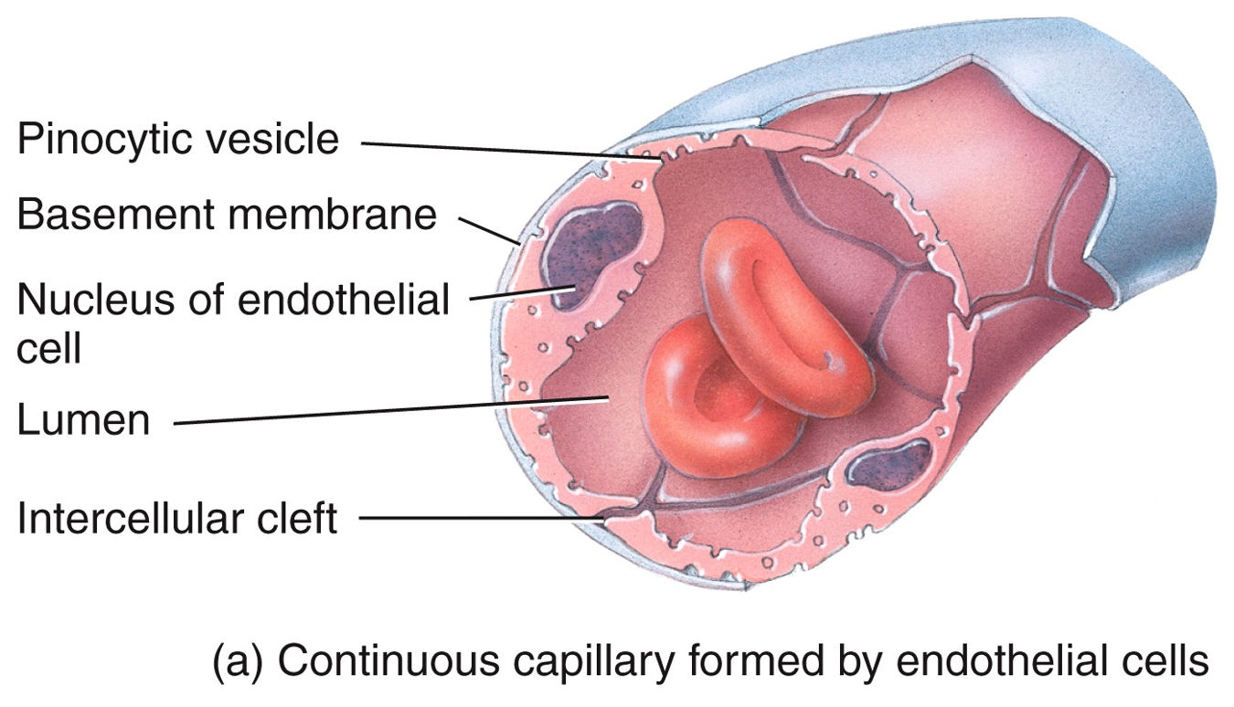 Continuous capillaries