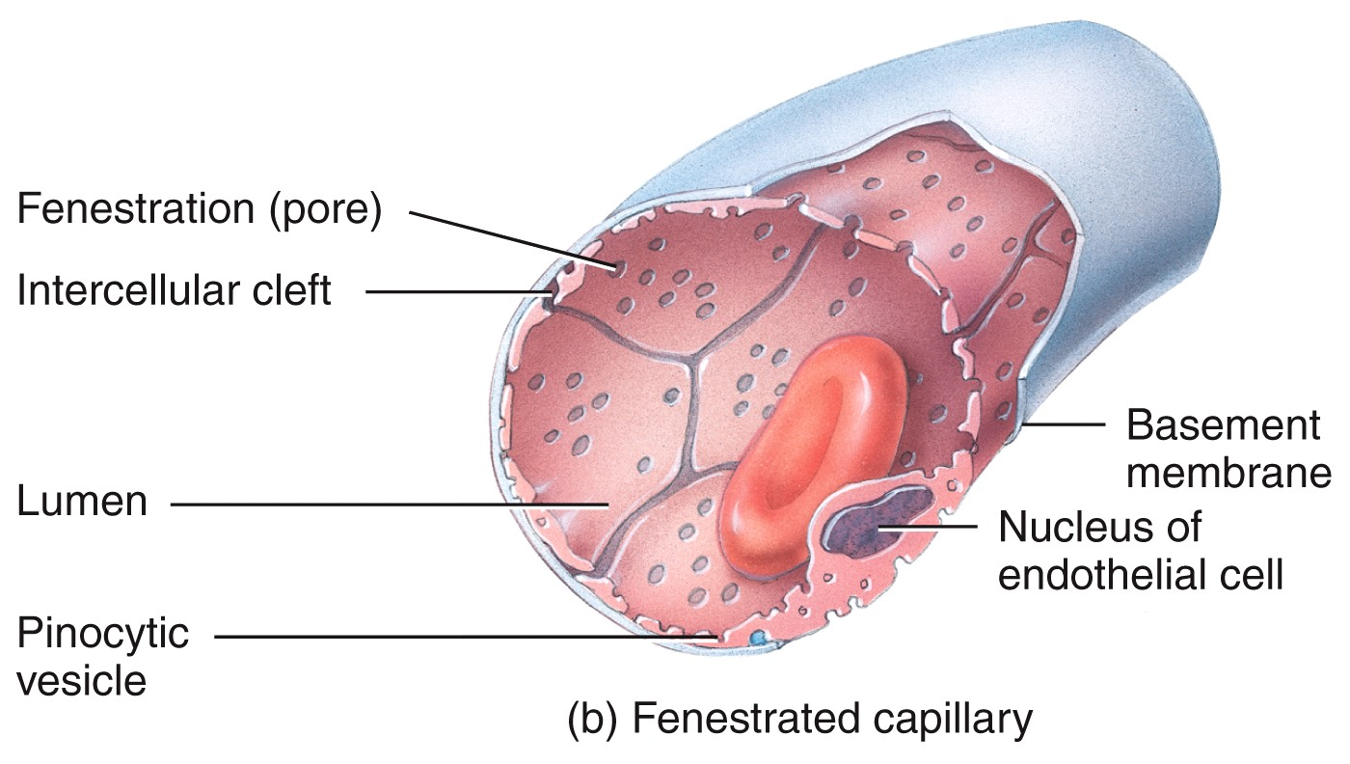 Fenestrated capillaries