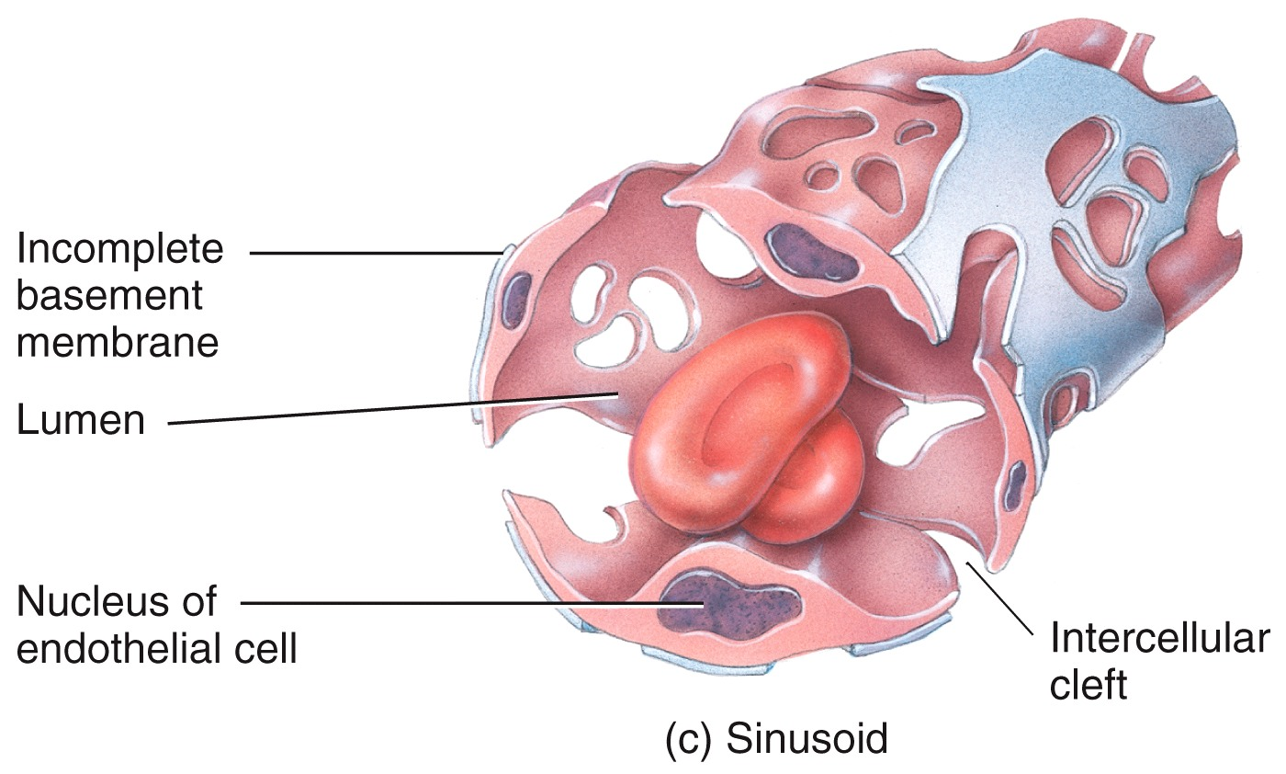 Sinusoid capillaries