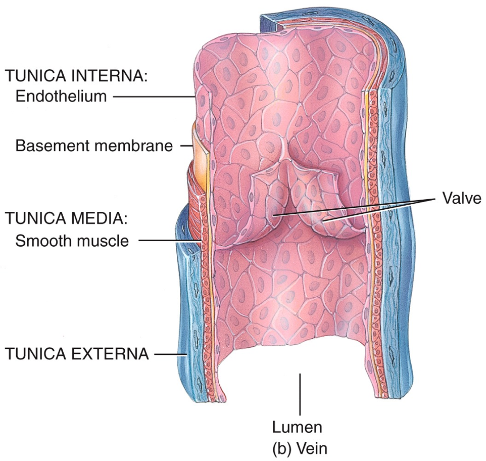 Veins & Venules