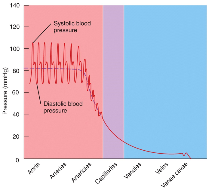 Blood Pressure (BP)