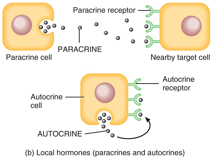 Hormone Activity