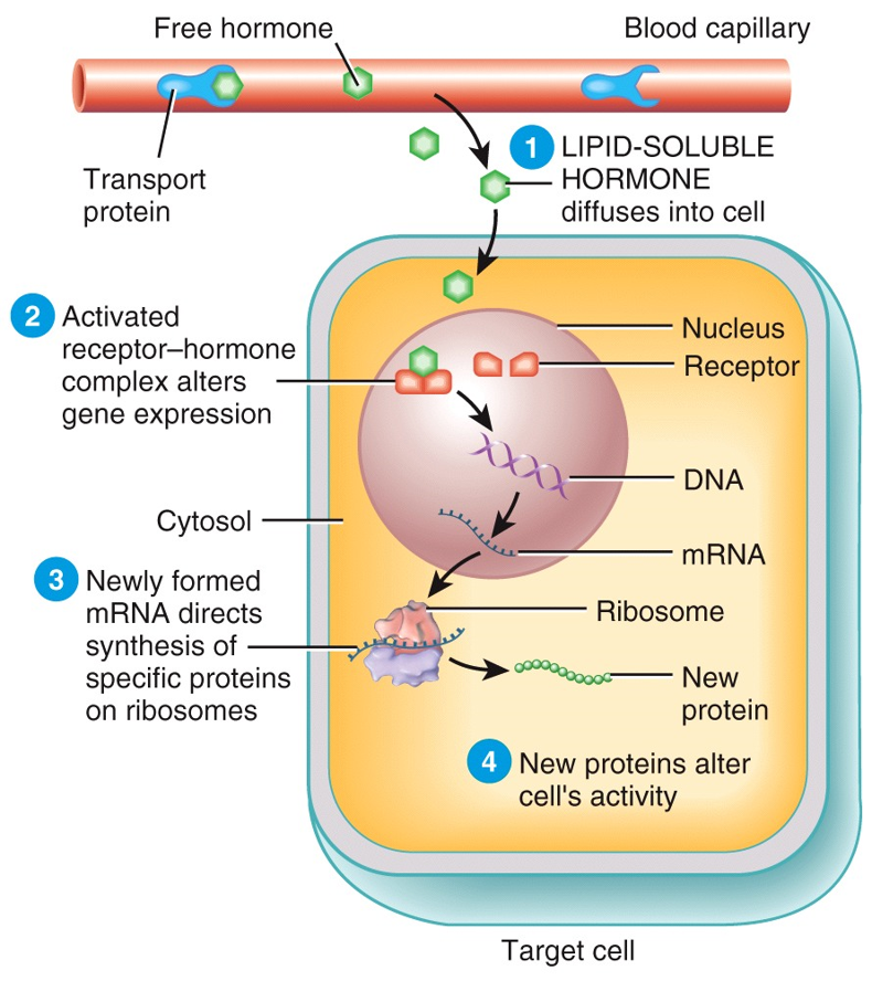 Mechanisms of Hormone Action