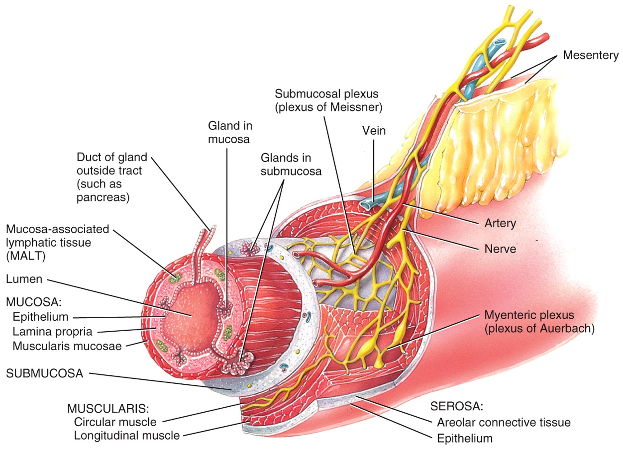 Layers of the GI Tract