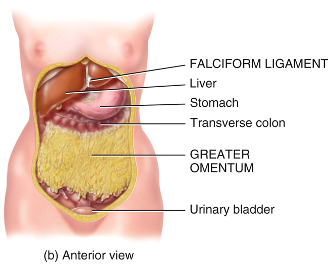 Peritoneum " الحوض"