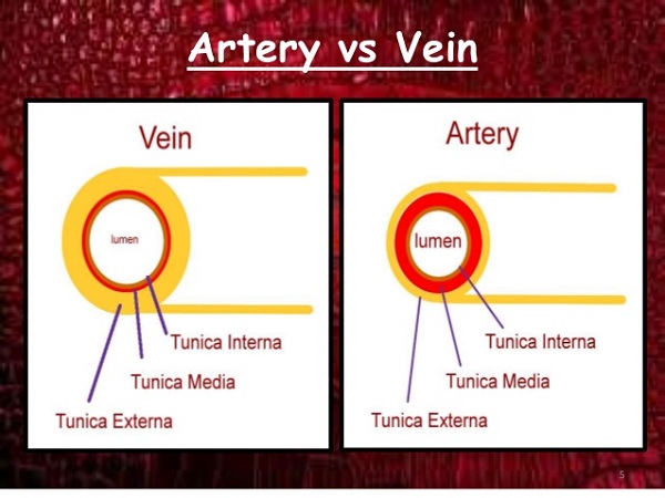 Differences between Artery and Vein