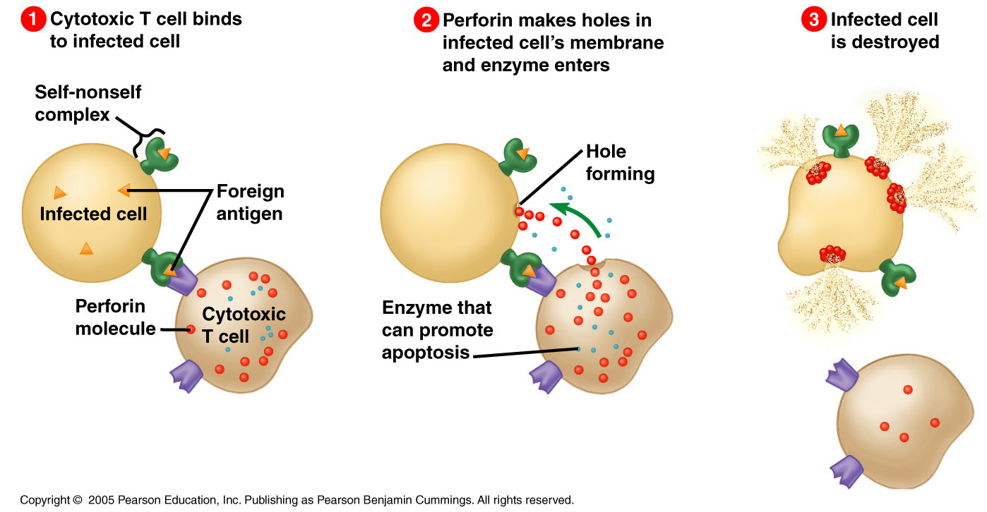 Cytotoxic T cells