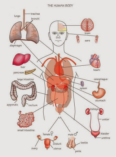 Human Body Parts