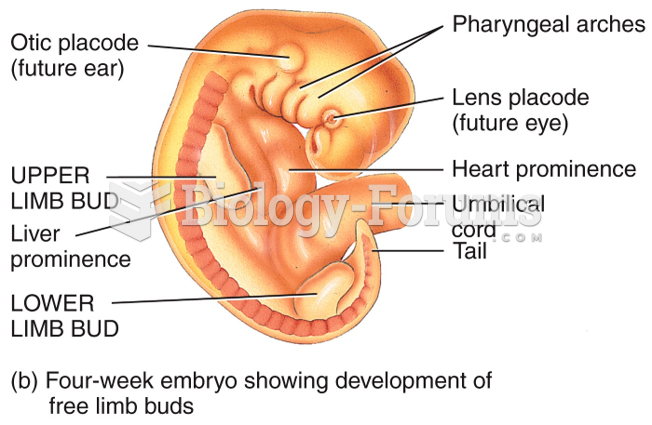 Embryonic Period - End of the 4th week