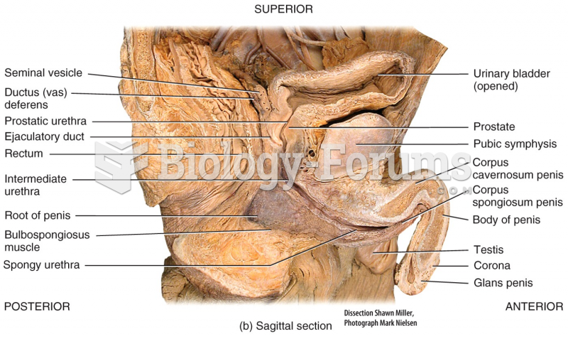 Male Reproductive System