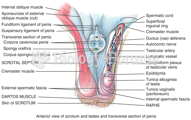 Male Reproductive System - Scrotum