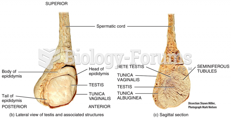 Male Reproductive System - Testes ذكر الجهاز التناسلي - الخصيتين