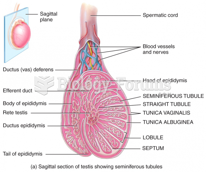 Male Reproductive System - System of ducts  الجهاز التناسلي الذكري