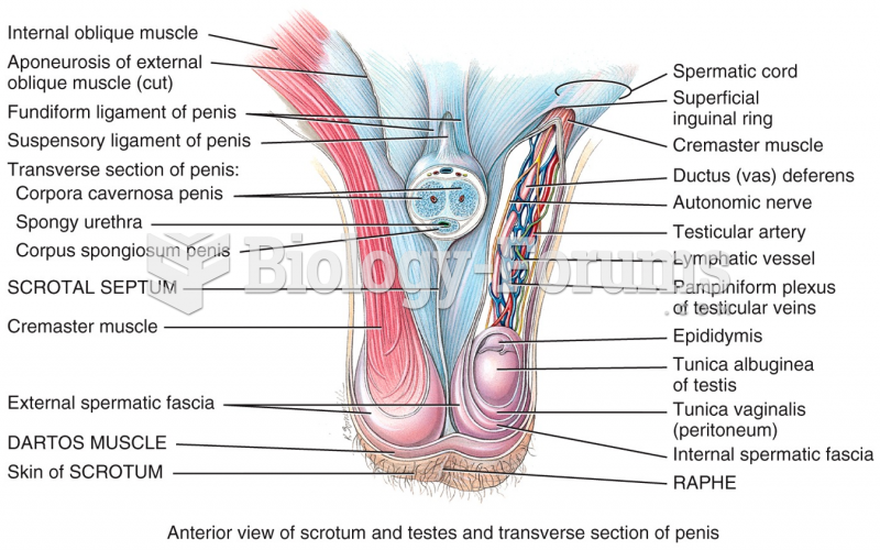 Male Reproductive System - Spermatic cord 