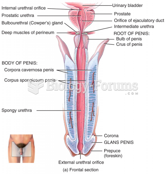 Male Reproductive System - Ejaculatory ducts