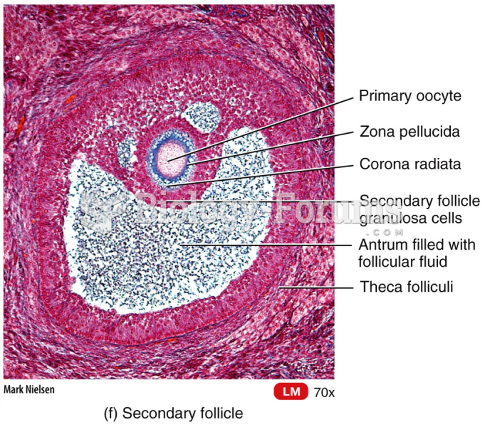 Female Reproductive System - Secondary follicle