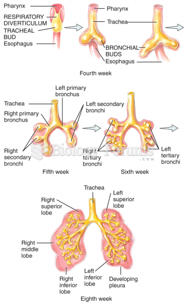 Development of the Respiratory System