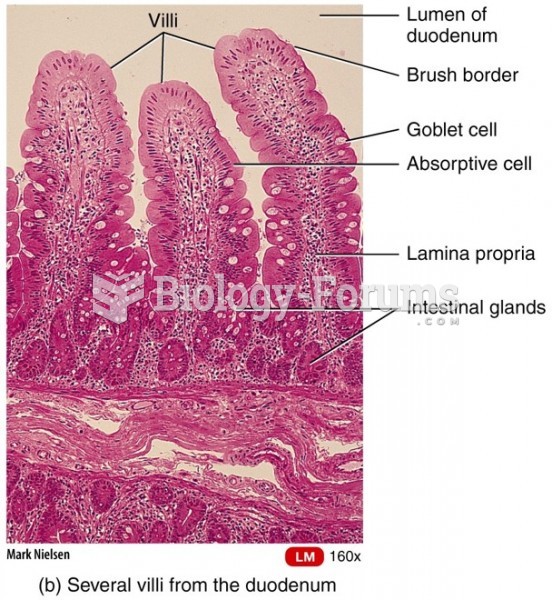 Wall of the Duodenum