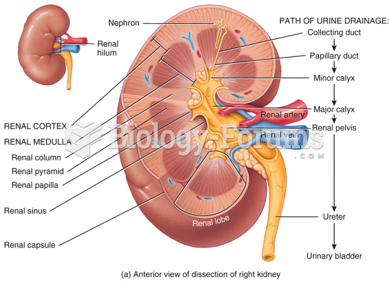 Internal Renal Anatomy
