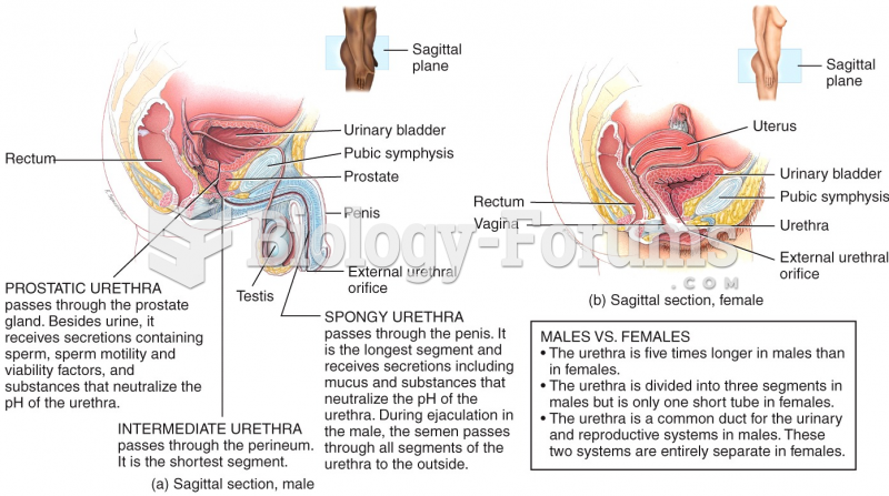 Male and Female Urethras