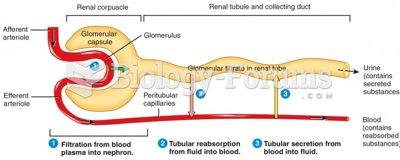 Renal Physiology - Urine Formation