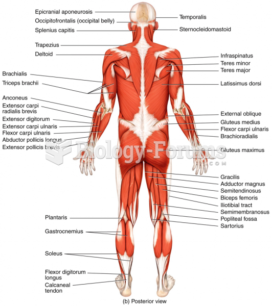 Superficial/Posterior Skeletal Muscles