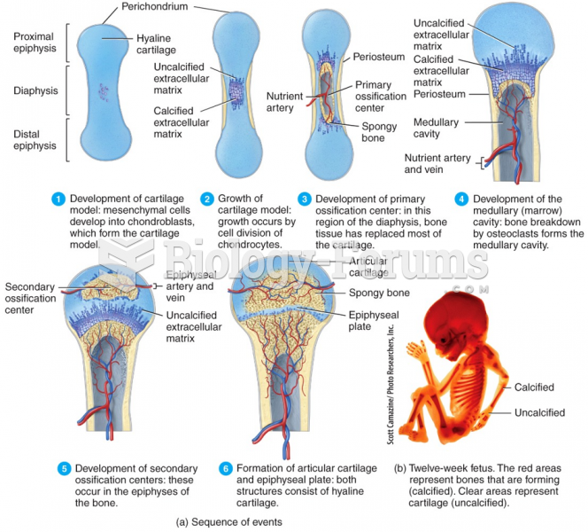 Bone Formation