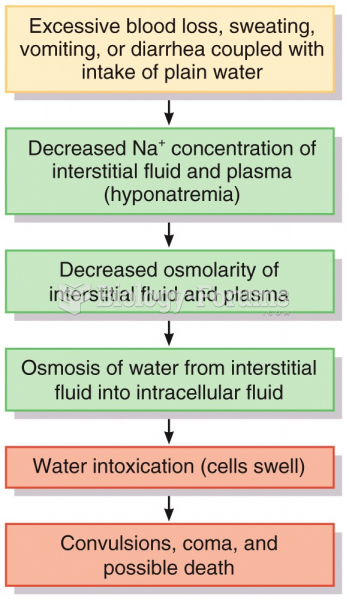 Fluid Compartments and Fluid Homeostasis