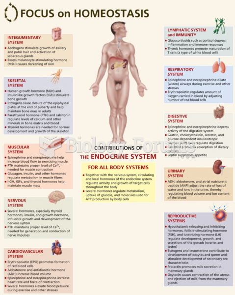 Focus on Homeostasis