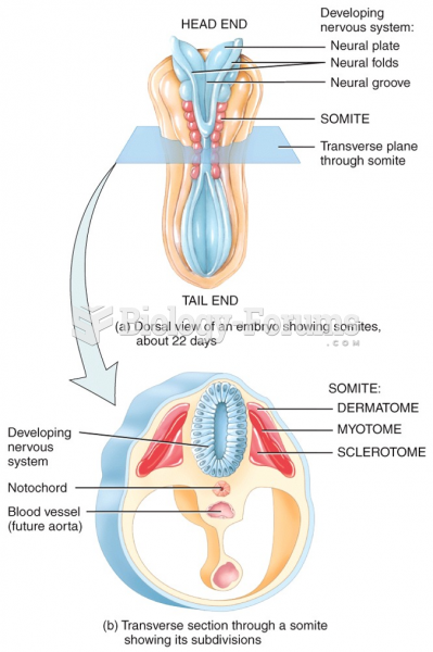 Development of Muscle