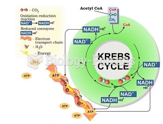 Protein catabolism - Krebs cycle